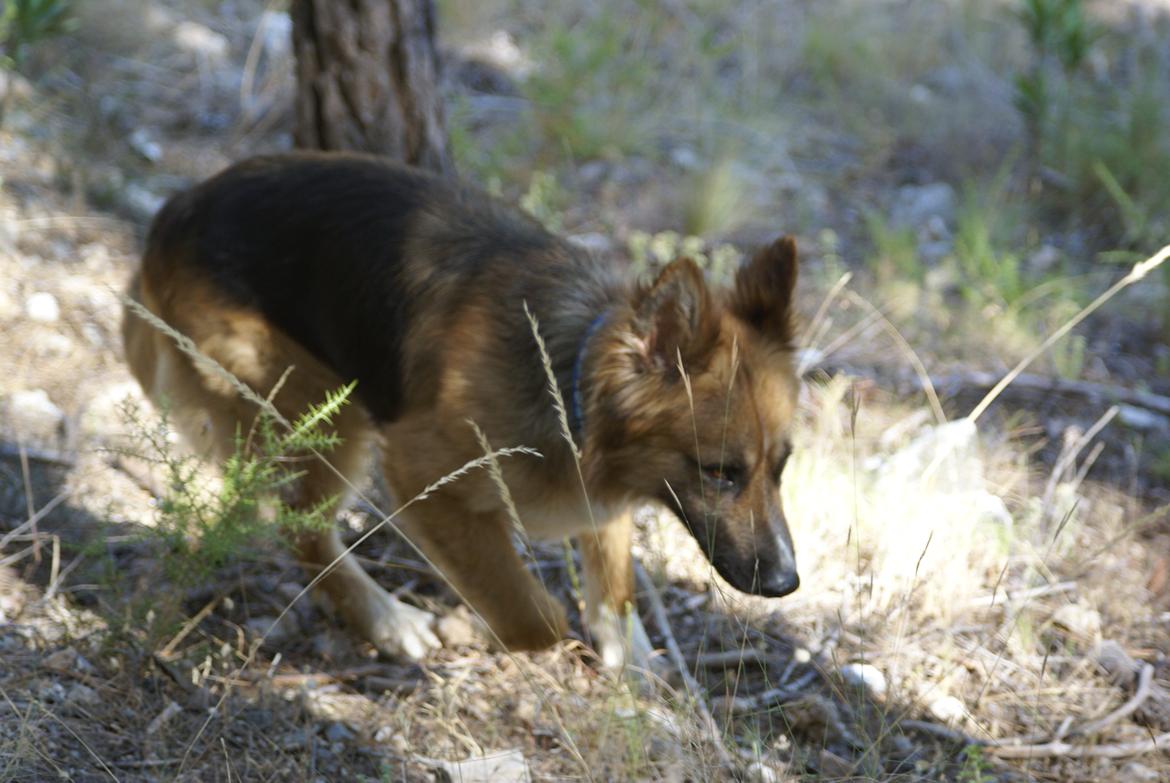 Blanding af racer Buddy billede 13