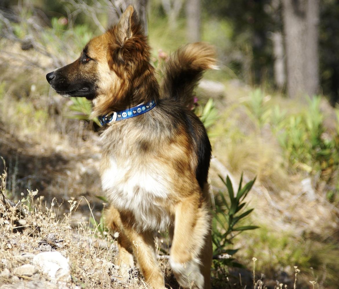 Blanding af racer Buddy billede 15