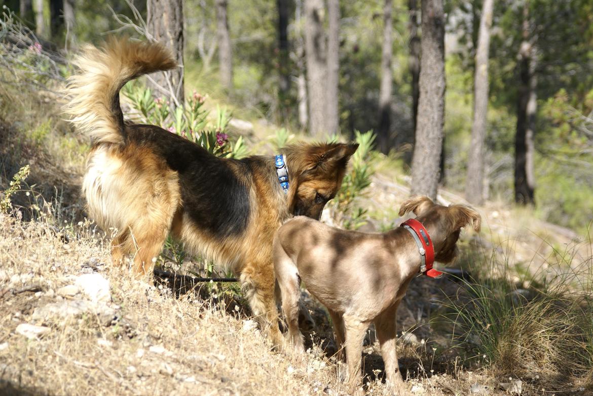 Blanding af racer Buddy billede 14
