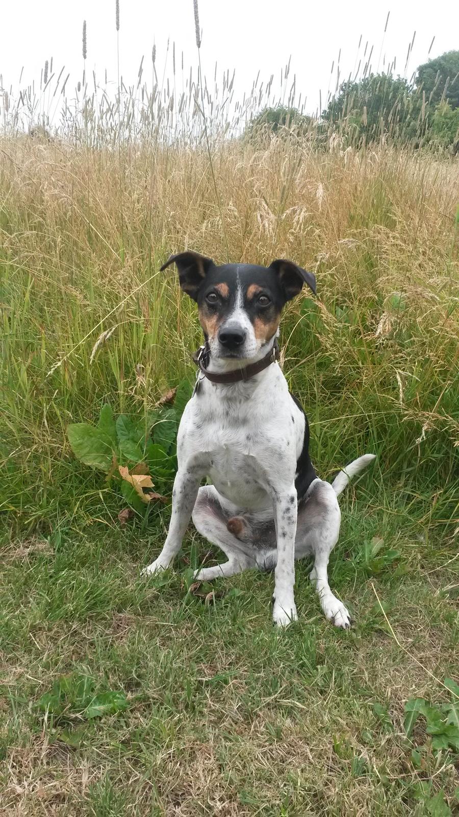 Dansk svensk gaardhund Boldt - 3/8-2014 billede 4