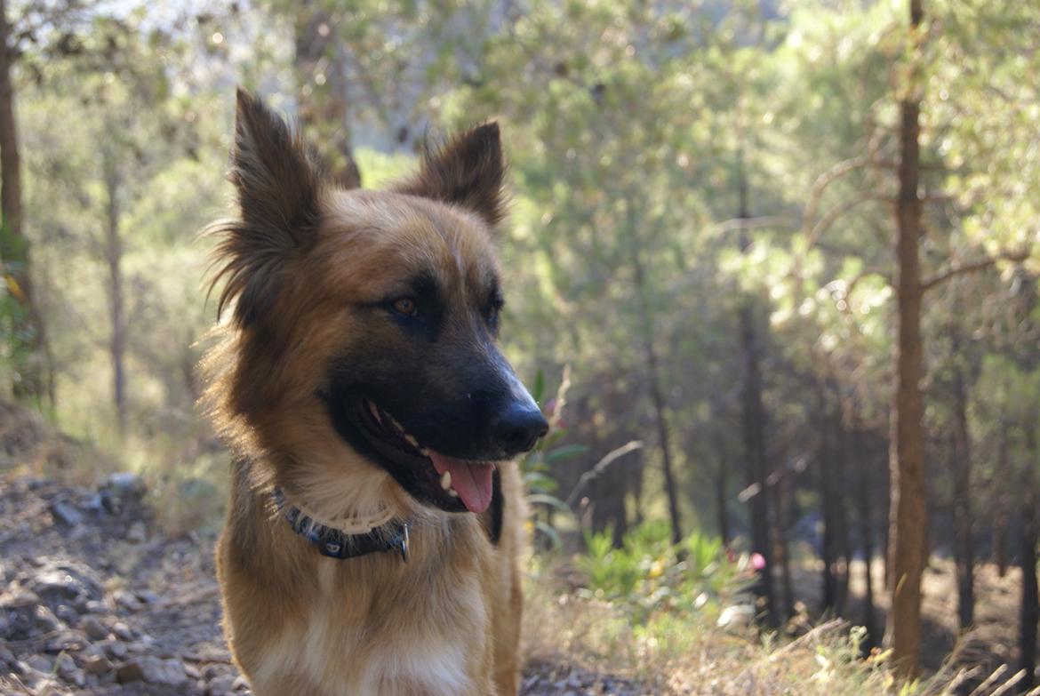 Blanding af racer Buddy billede 16