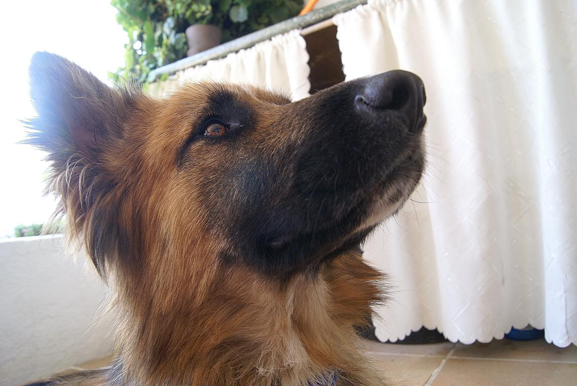 Blanding af racer Buddy billede 17