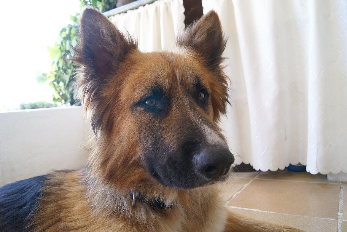 Blanding af racer Buddy billede 18