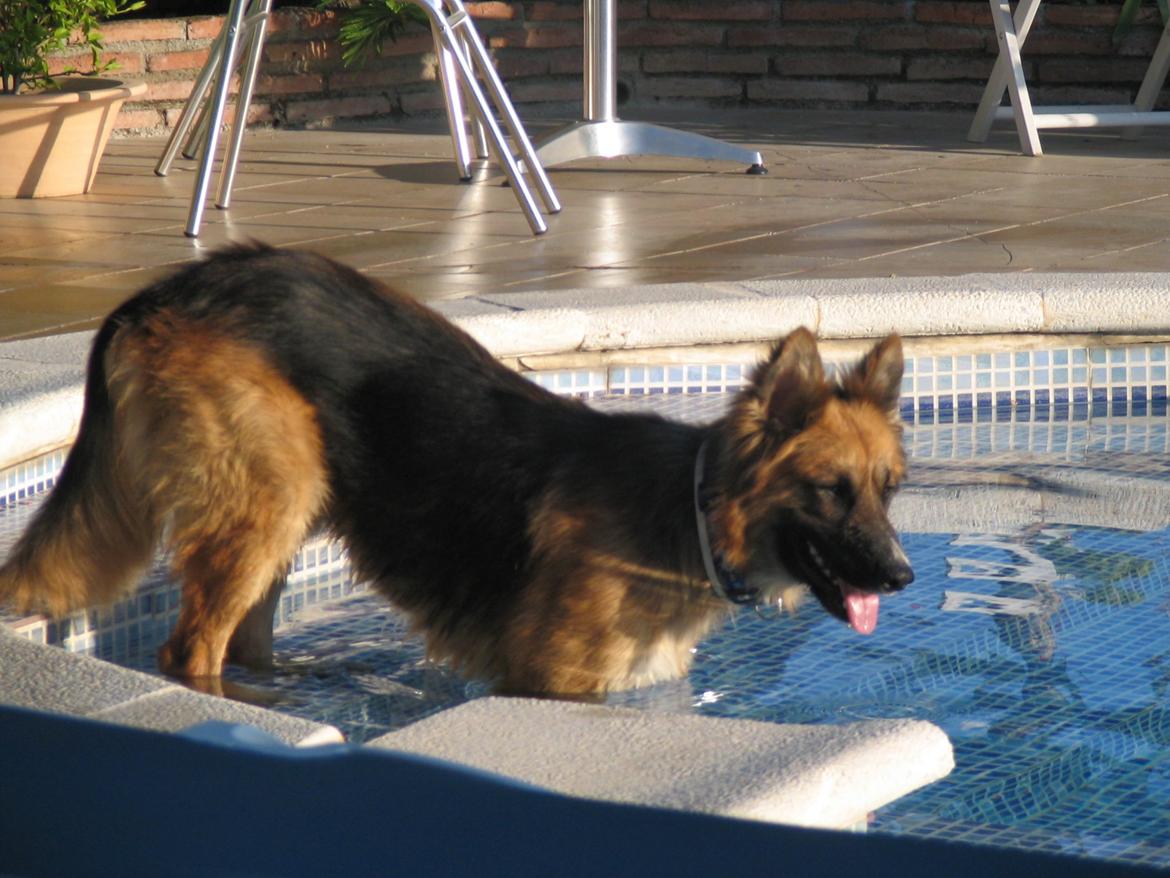 Blanding af racer Buddy billede 19