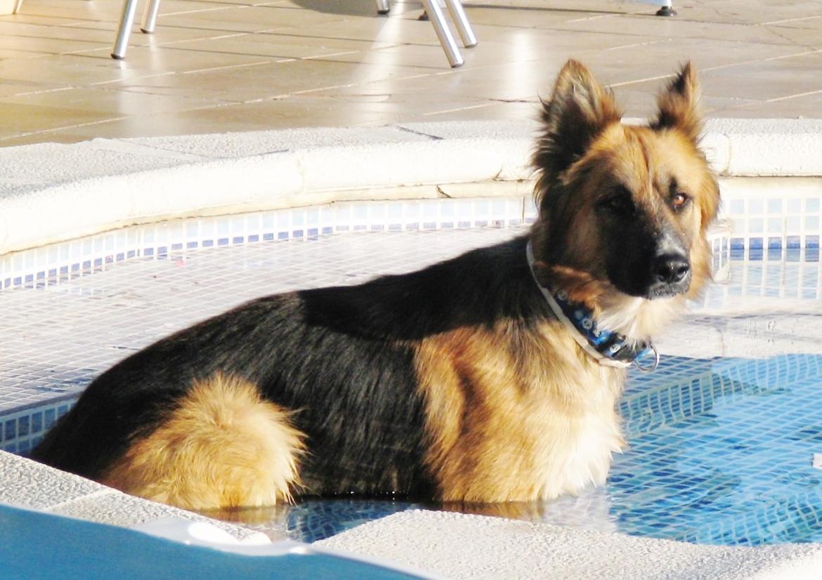 Blanding af racer Buddy billede 20