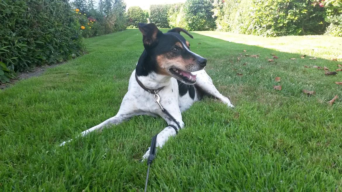 Dansk svensk gaardhund Boldt billede 11