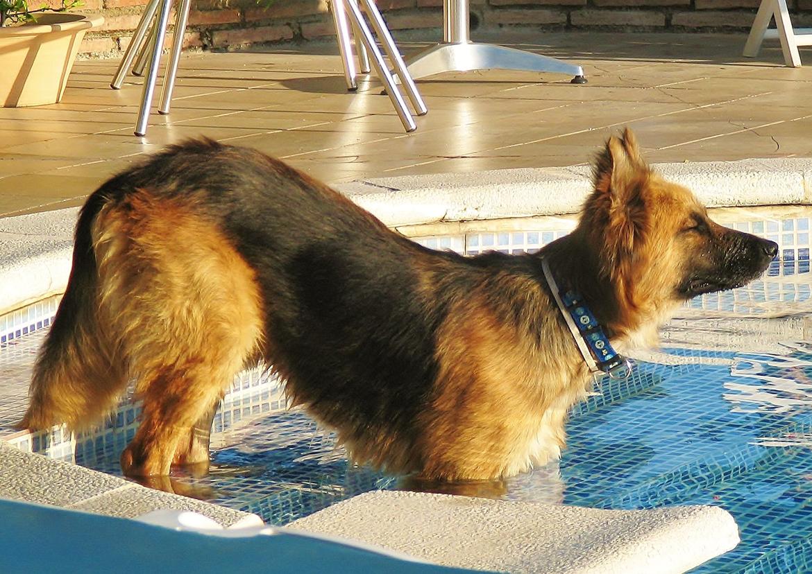 Blanding af racer Buddy billede 21