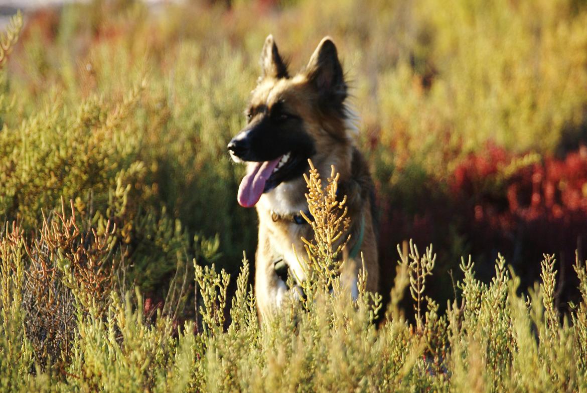 Blanding af racer Buddy billede 22