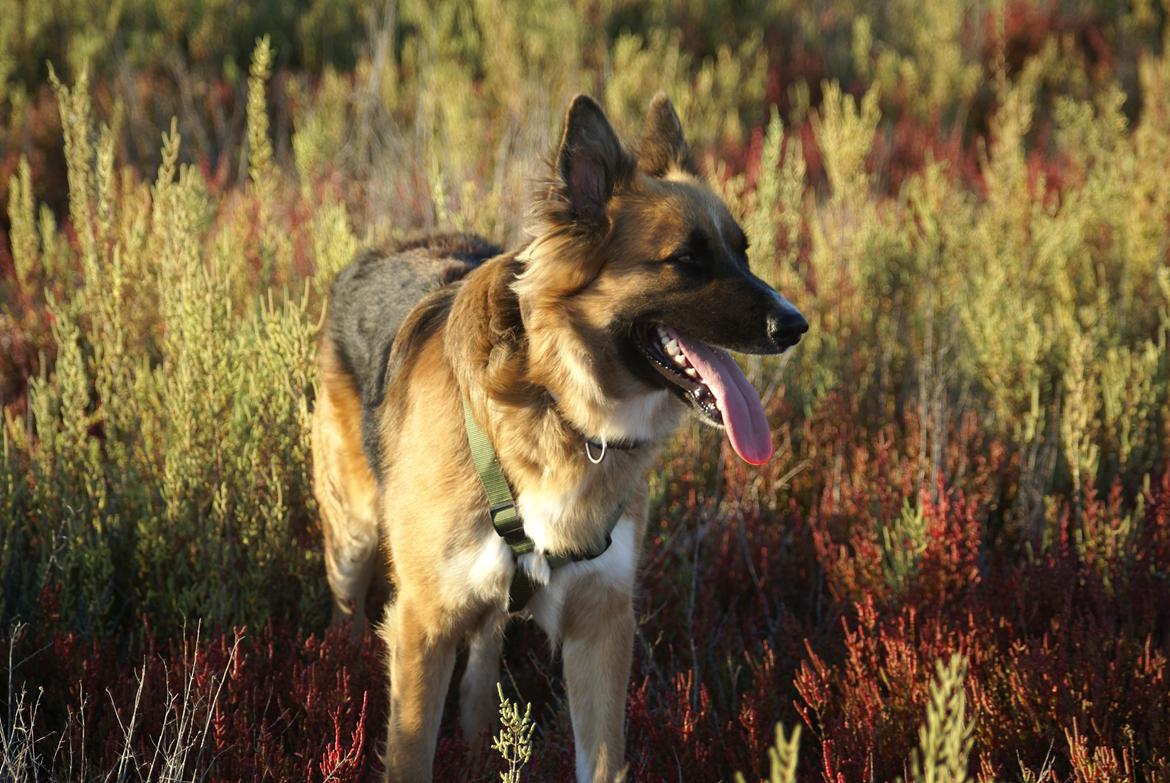 Blanding af racer Buddy billede 23