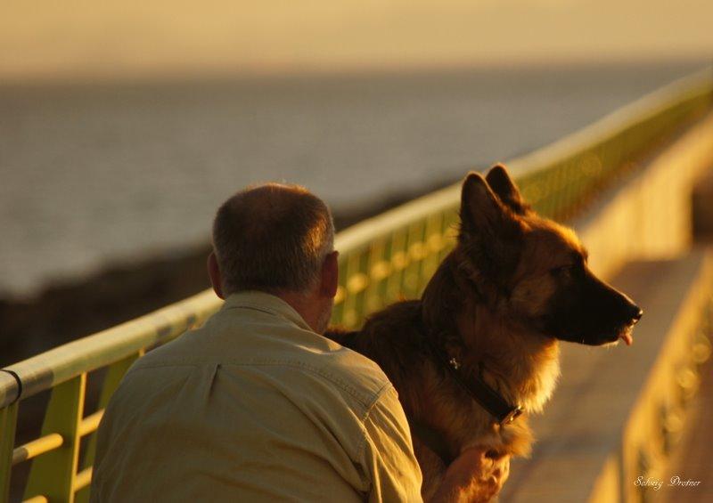 Blanding af racer Buddy billede 24