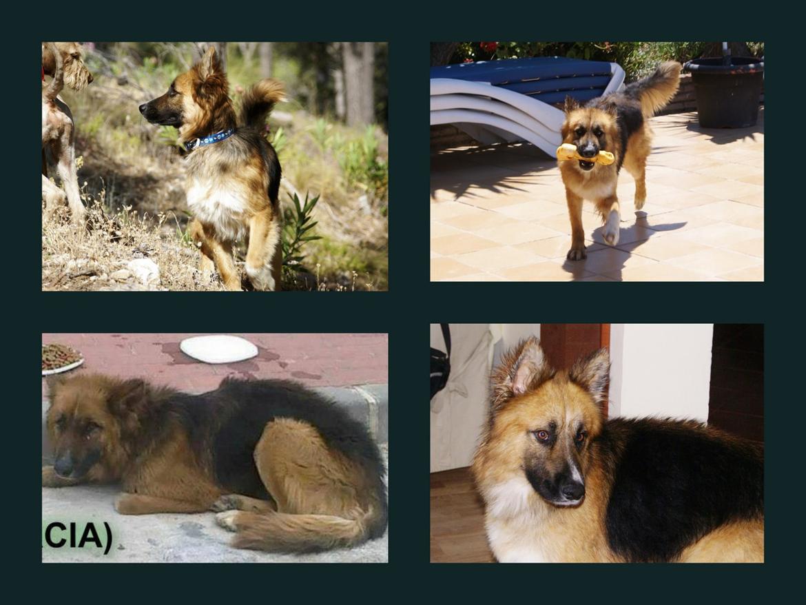 Blanding af racer Buddy billede 25