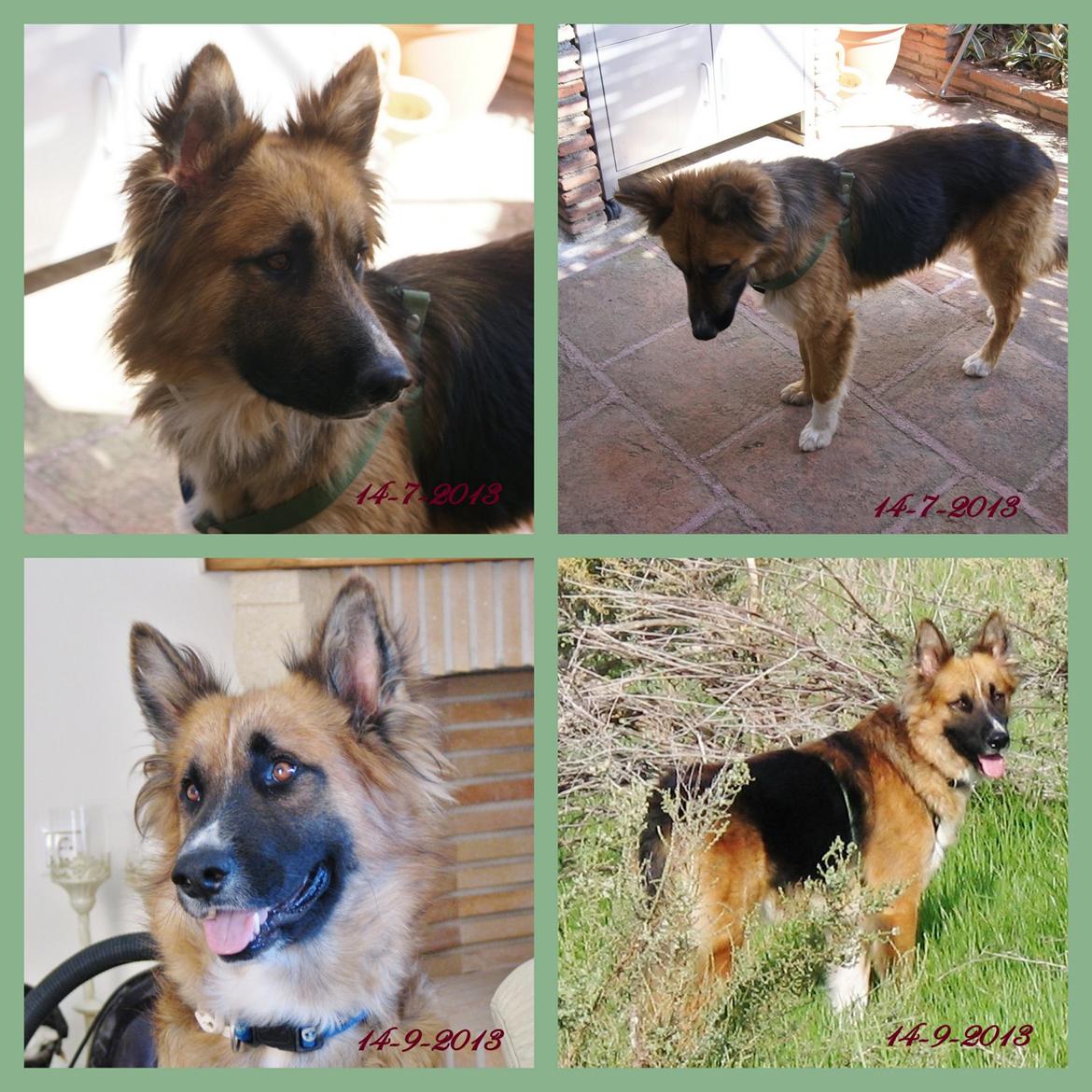 Blanding af racer Buddy billede 26