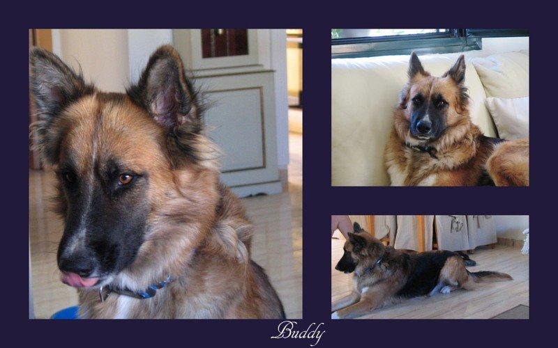 Blanding af racer Buddy billede 27