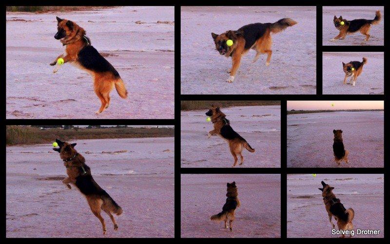 Blanding af racer Buddy billede 28