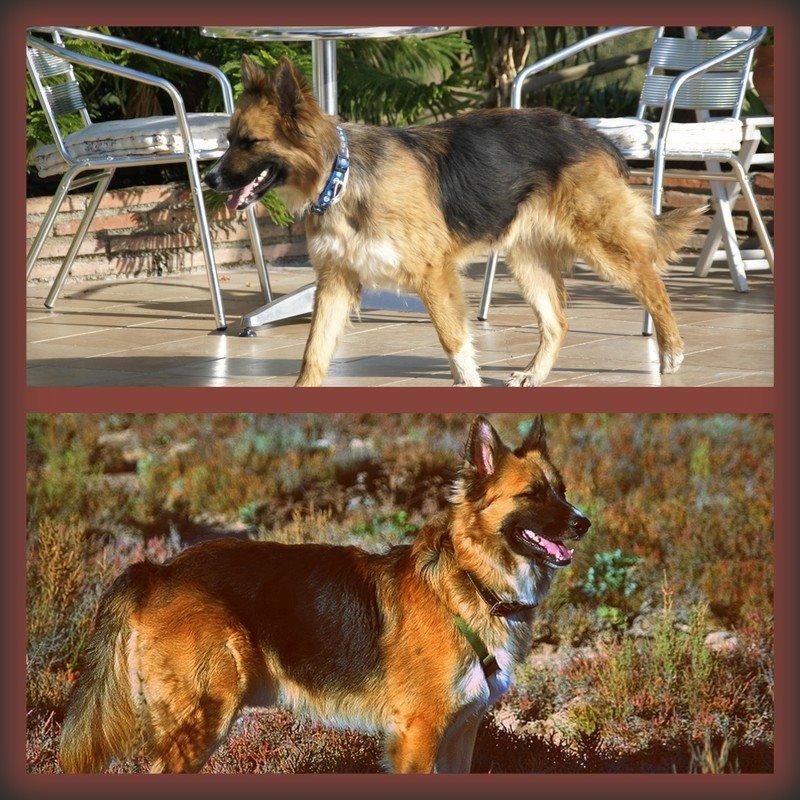 Blanding af racer Buddy billede 45