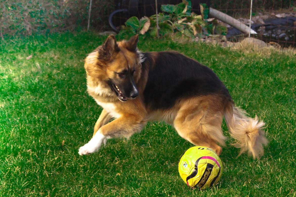 Blanding af racer Buddy billede 29