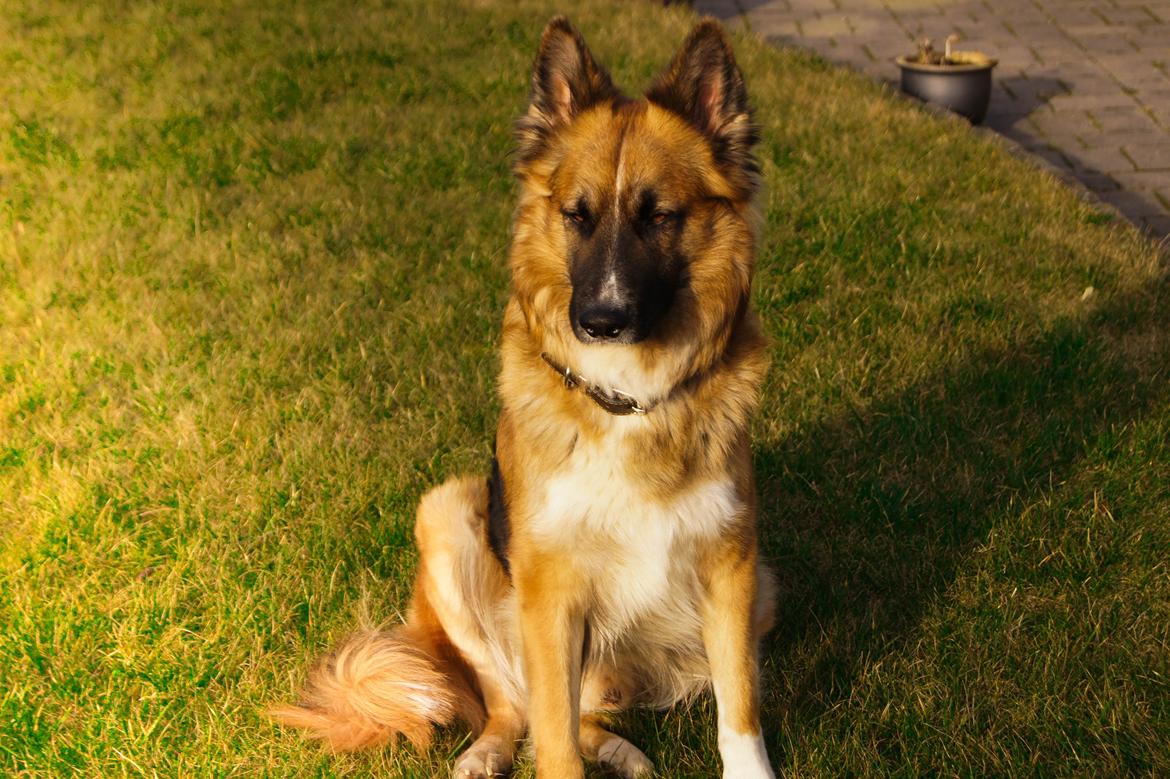 Blanding af racer Buddy billede 31