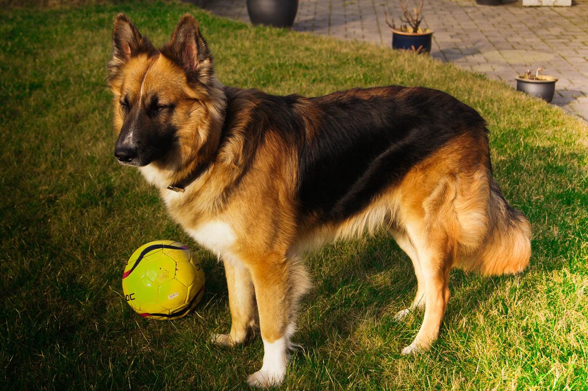 Blanding af racer Buddy billede 32