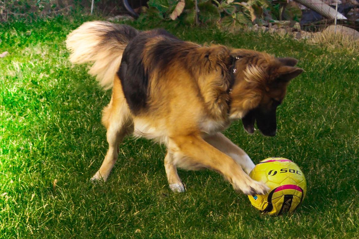 Blanding af racer Buddy billede 30
