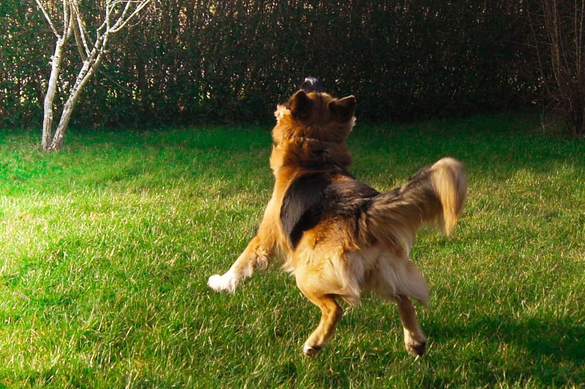 Blanding af racer Buddy billede 35