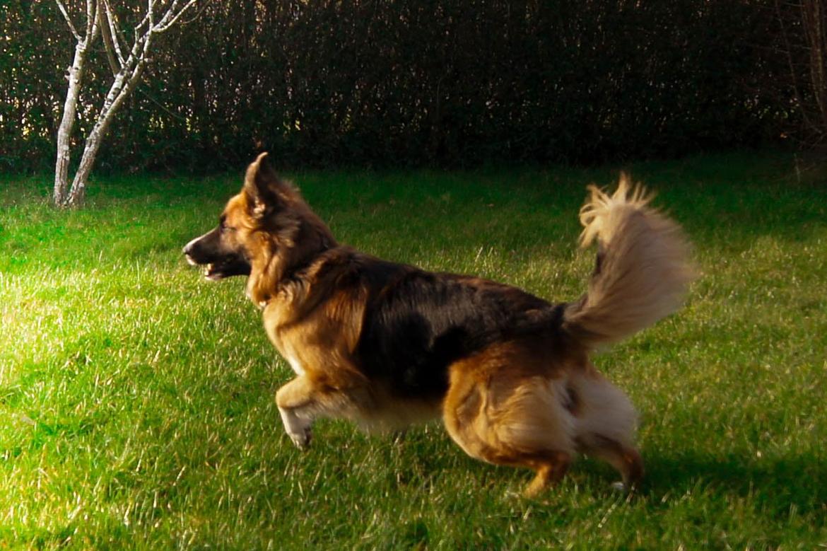 Blanding af racer Buddy billede 36