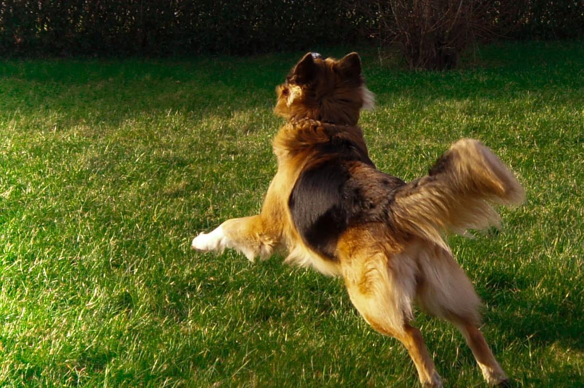 Blanding af racer Buddy billede 34