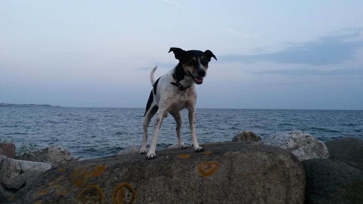 Dansk svensk gaardhund Boldt billede 19