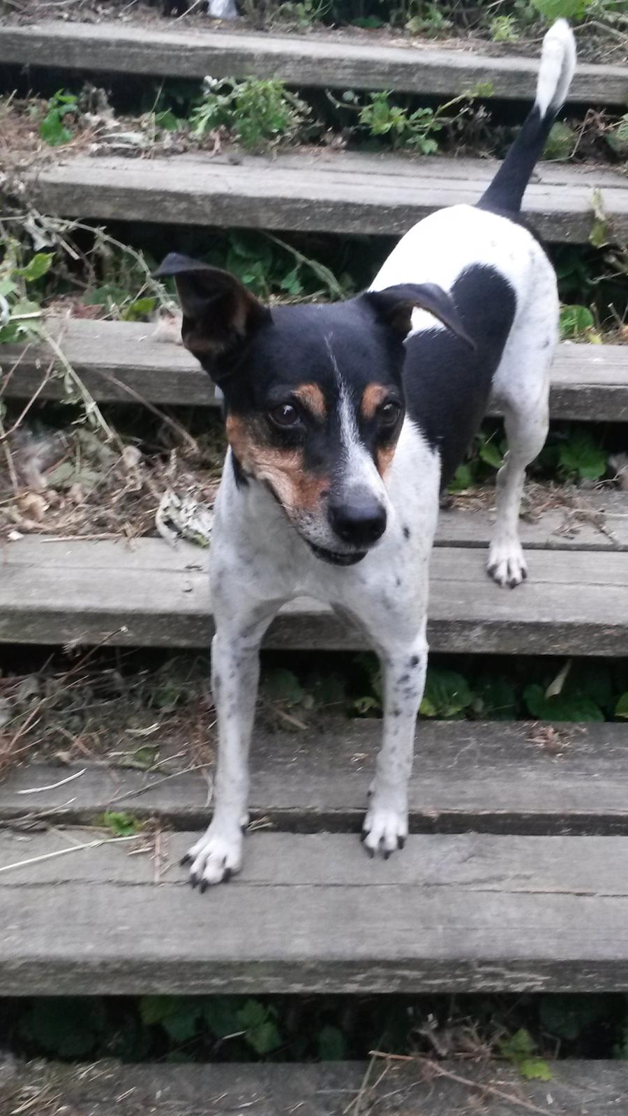 Dansk svensk gaardhund Boldt - Redigeret - original er med snor billede 22