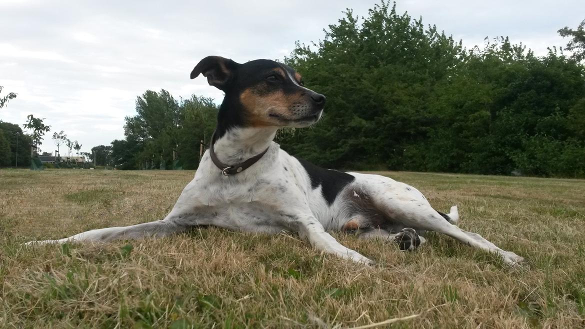 Dansk svensk gaardhund Boldt - Redigeret - originalen er med snor :) billede 23