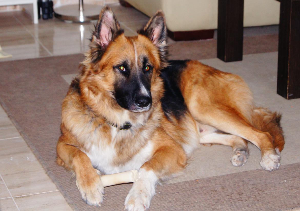 Blanding af racer Buddy billede 38