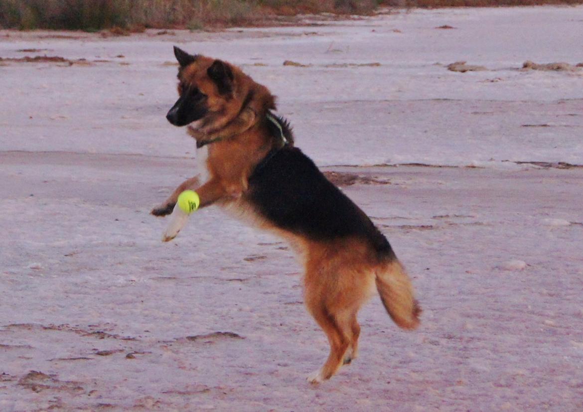 Blanding af racer Buddy billede 39