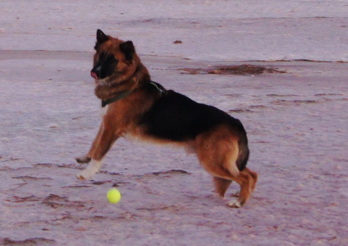 Blanding af racer Buddy billede 40