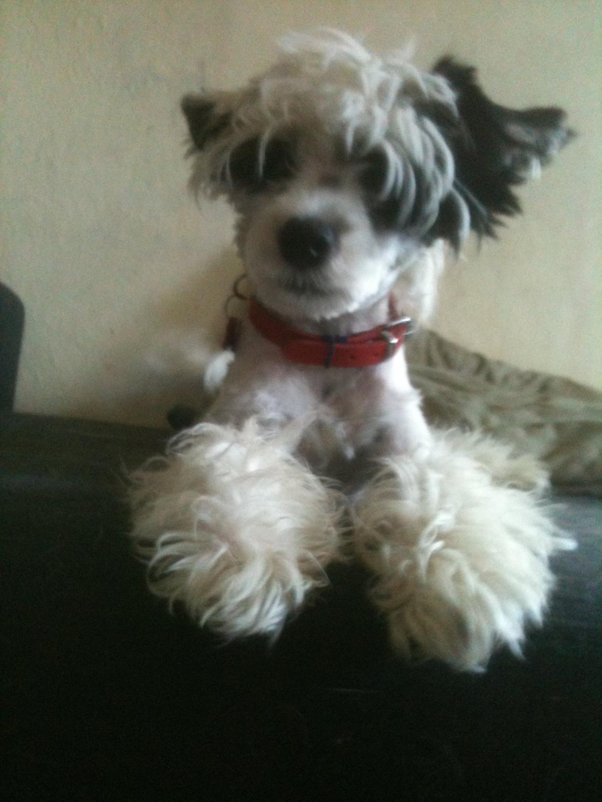 Chinese crested powder puff Silky Sofie billede 10