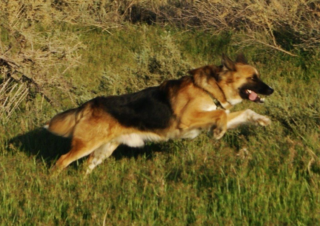 Blanding af racer Buddy billede 43