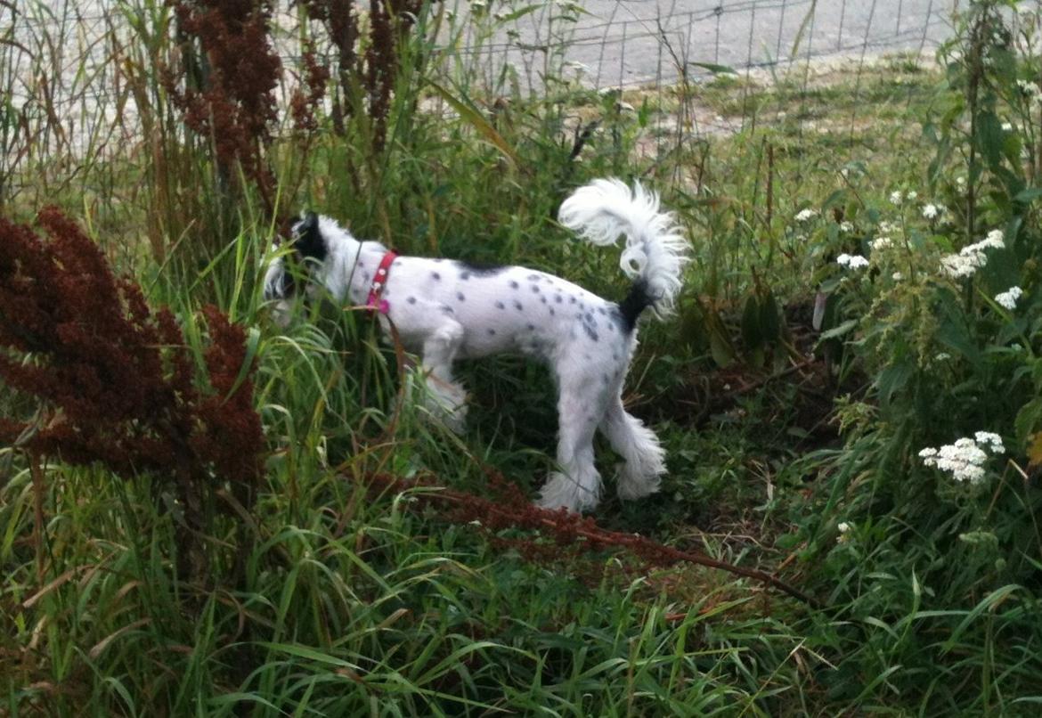 Chinese crested powder puff Silky Sofie billede 12