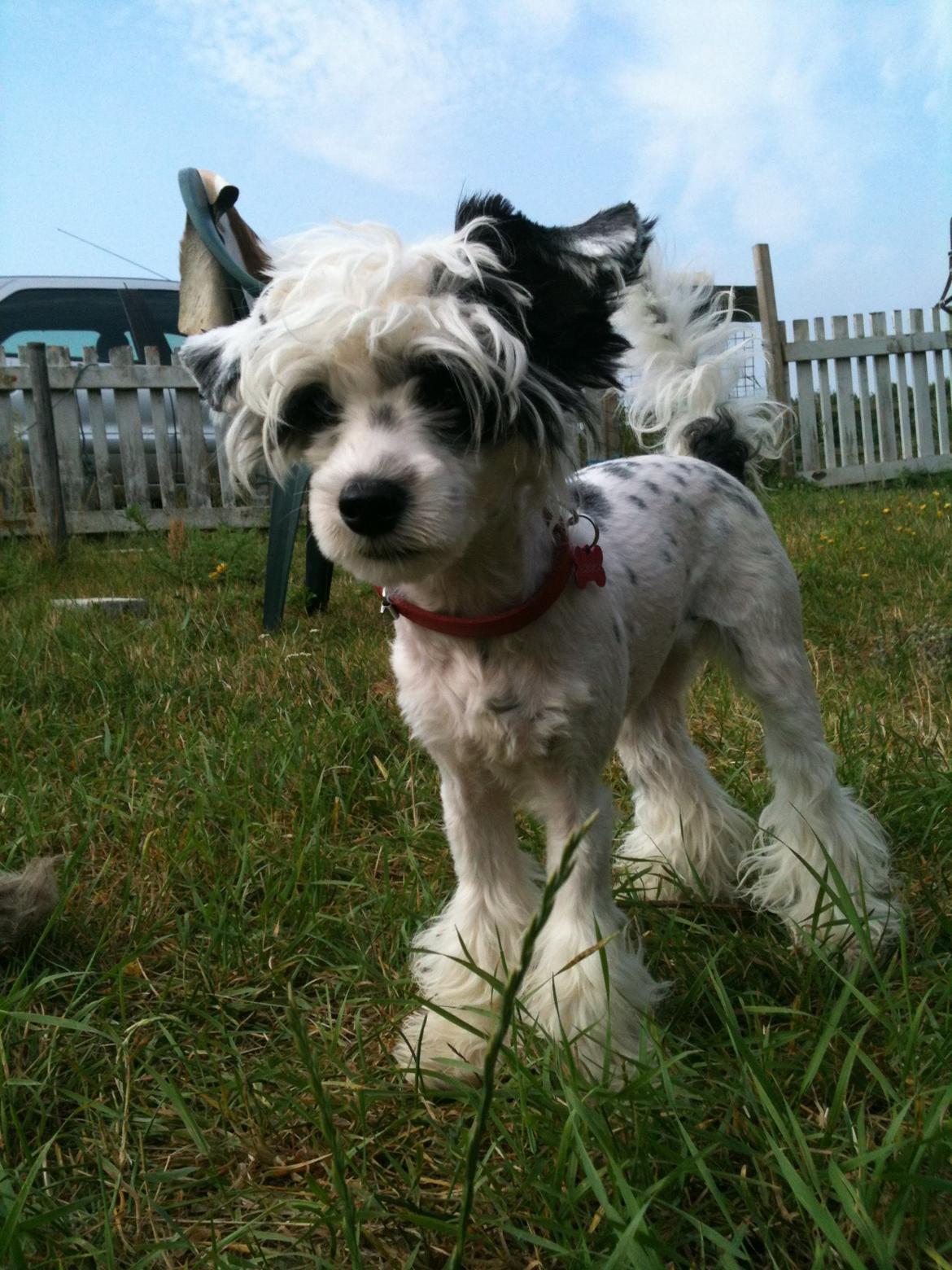 Chinese crested powder puff Silky Sofie billede 16