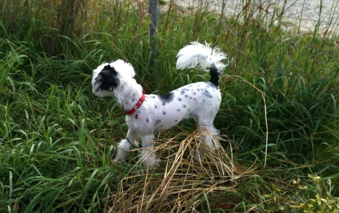 Chinese crested powder puff Silky Sofie billede 13
