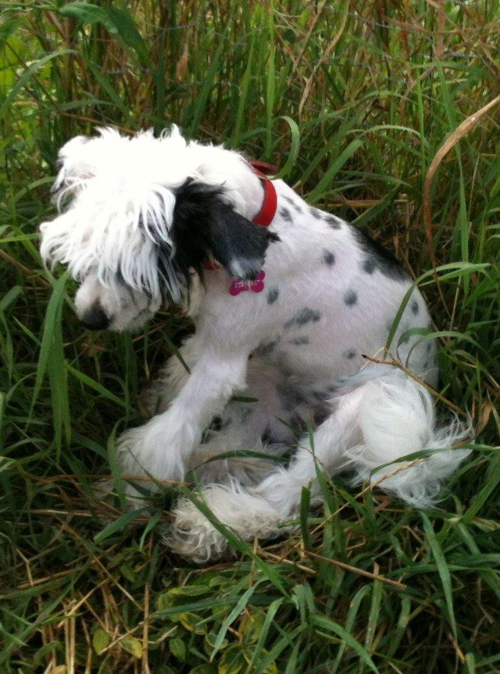 Chinese crested powder puff Silky Sofie billede 17