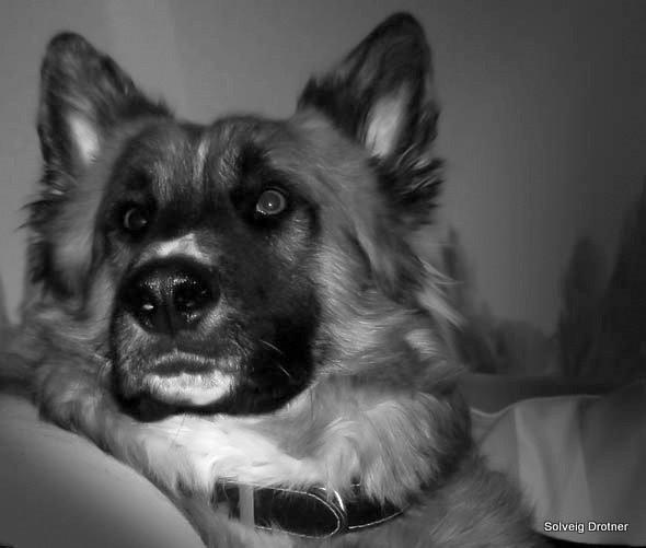 Blanding af racer Buddy billede 46