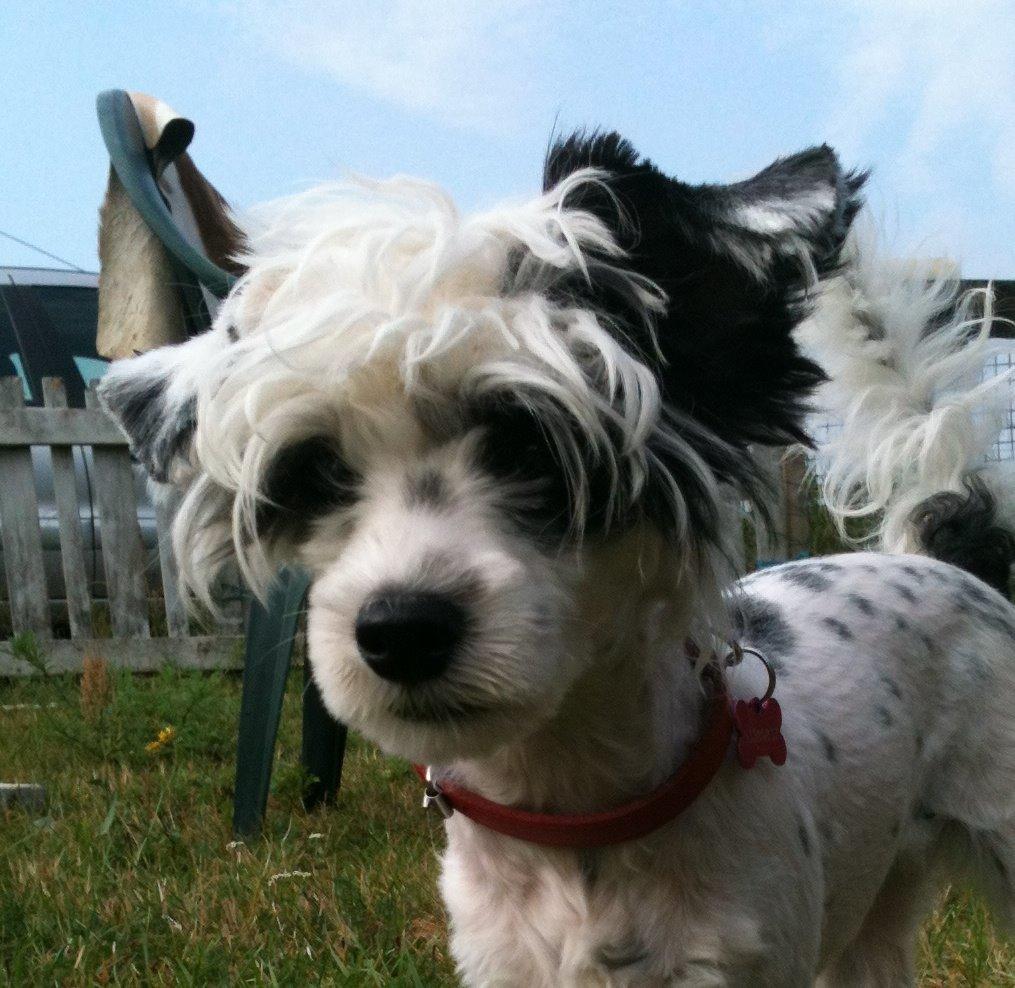 Chinese crested powder puff Silky Sofie billede 19