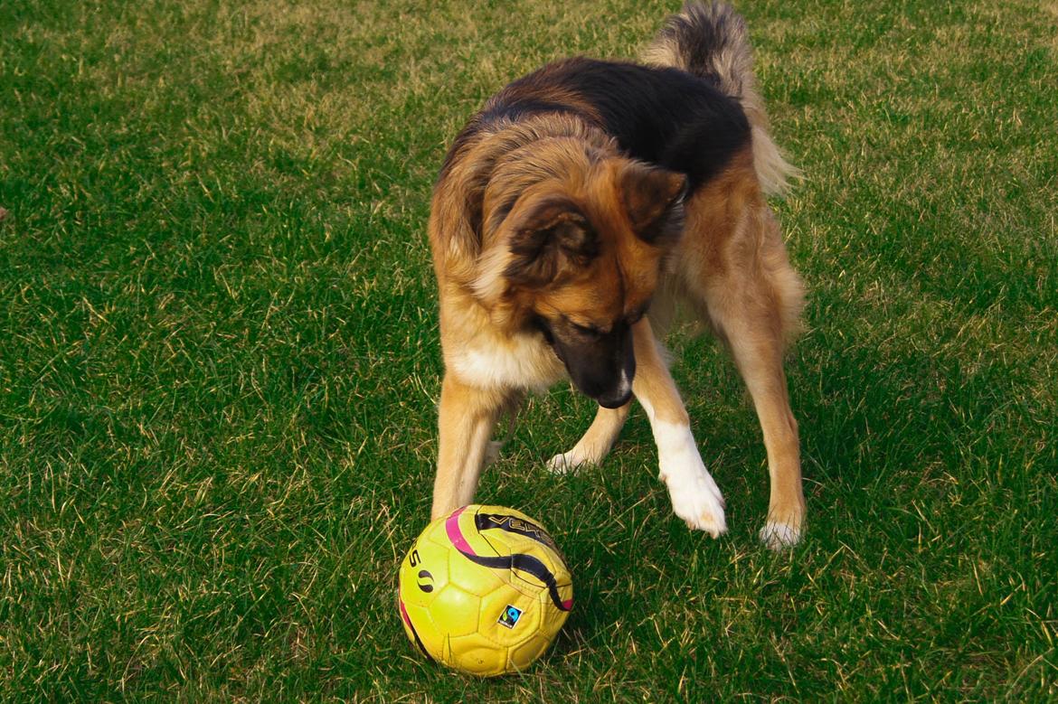 Blanding af racer Buddy billede 33