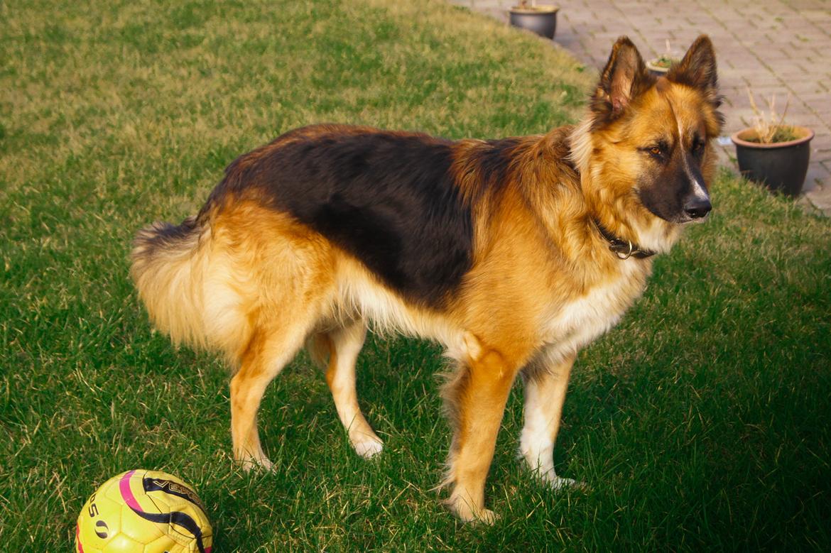 Blanding af racer Buddy billede 37
