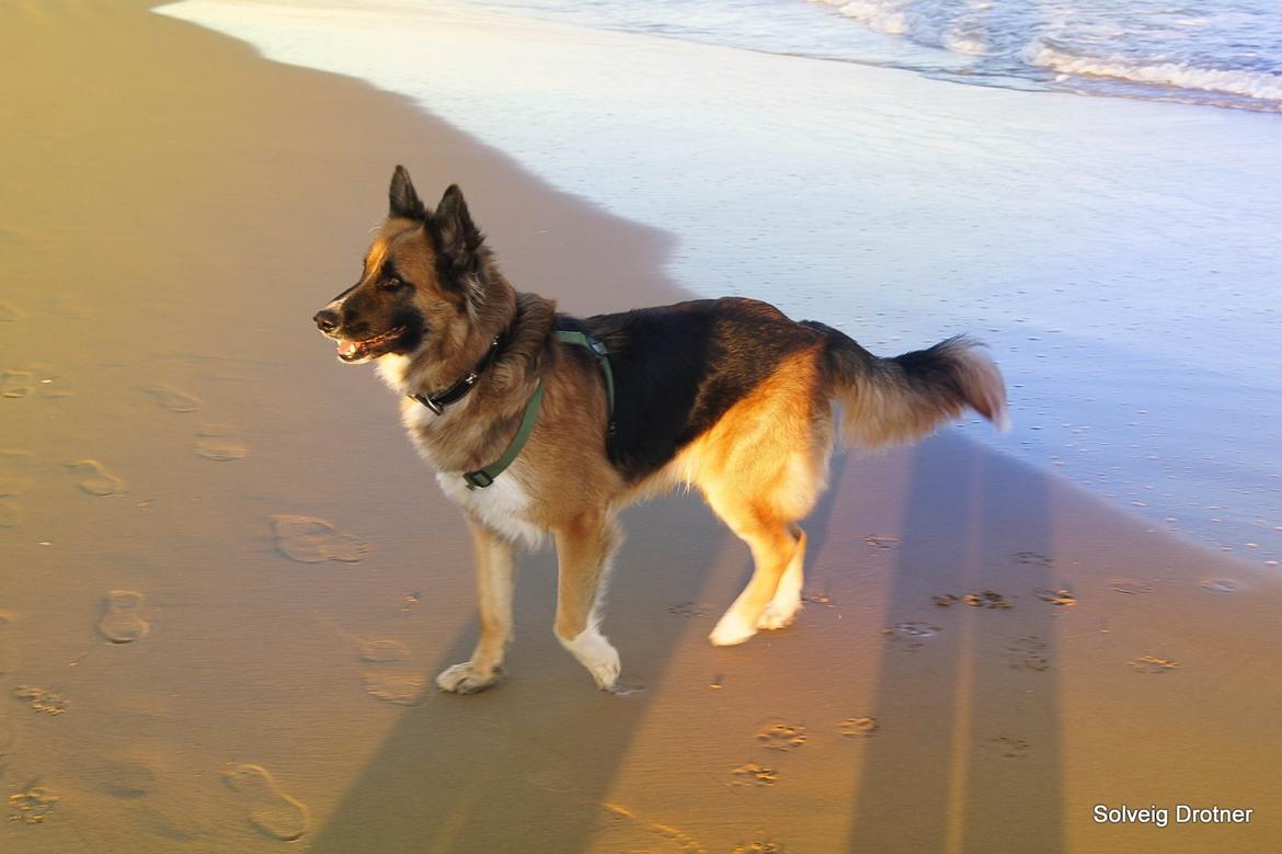 Blanding af racer Buddy billede 41