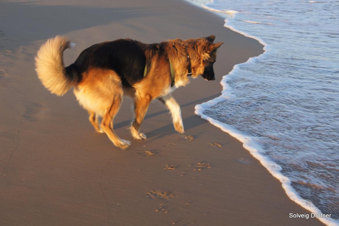 Blanding af racer Buddy billede 42