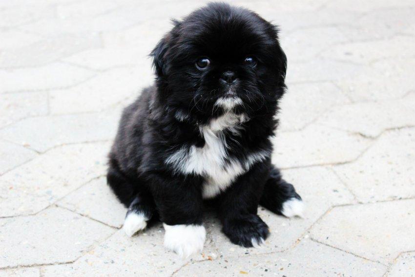 Blanding af racer Atlas billede 1