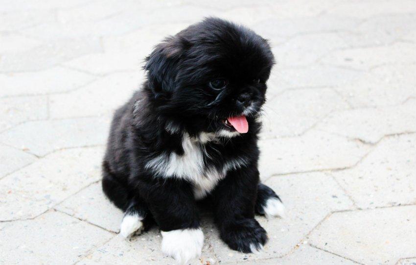 Blanding af racer Atlas billede 2