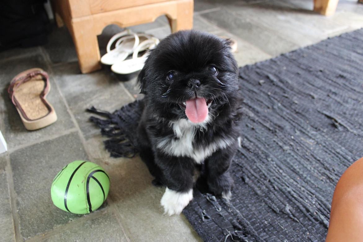 Blanding af racer Atlas billede 3