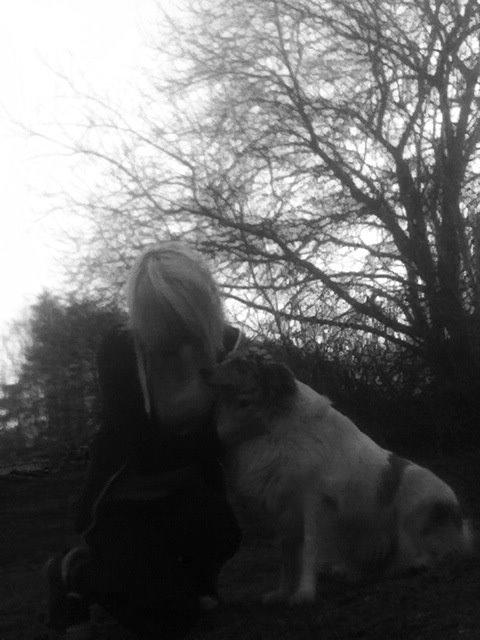 Shetland sheepdog Lassie billede 17