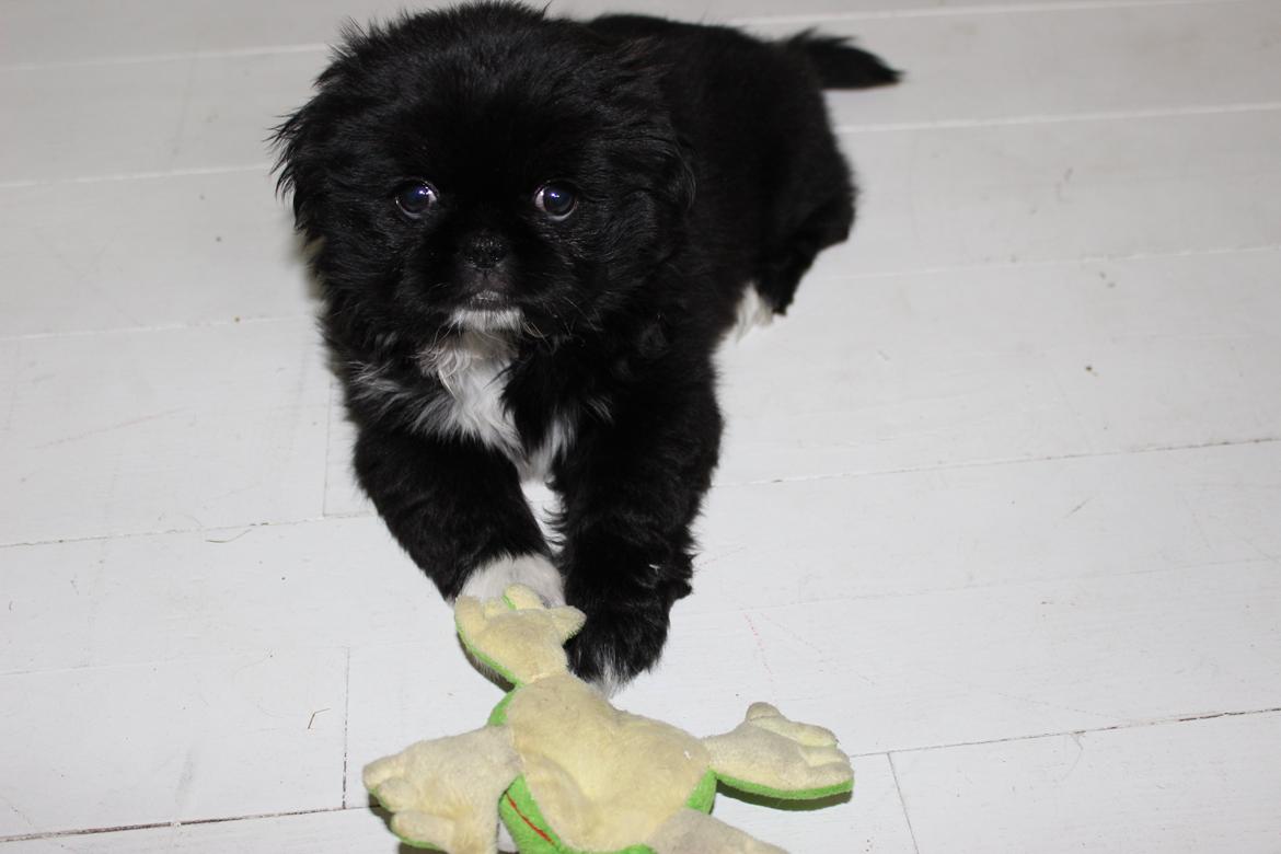 Blanding af racer Atlas billede 4