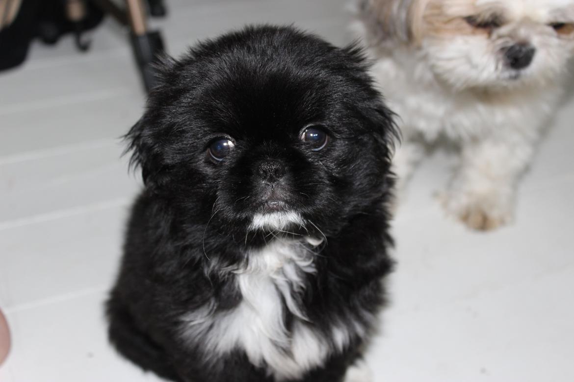 Blanding af racer Atlas billede 5